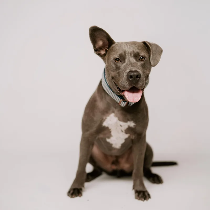 An adult medium-sized male Brindle Pit Bull Terrier dog named Sawyer for adoption in Spring, TX