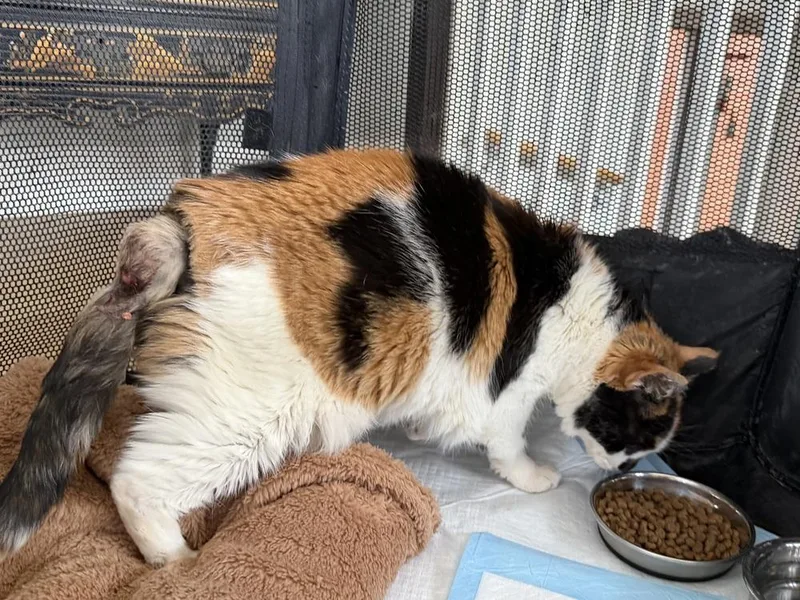 A senior medium-sized female Orange & White Domestic Short Hair cat named Callie for adoption in Chicago, IL