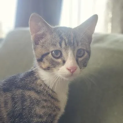 A baby small-sized male Gray / Blue / Silver American Shorthair cat named Squeaker for adoption in Sioux Falls, SD