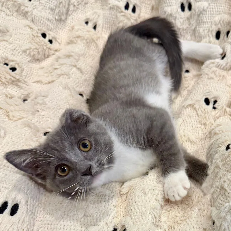 A baby small-sized female Gray / Blue / Silver Domestic Short Hair cat named Cricket for adoption in Evansville, IN
