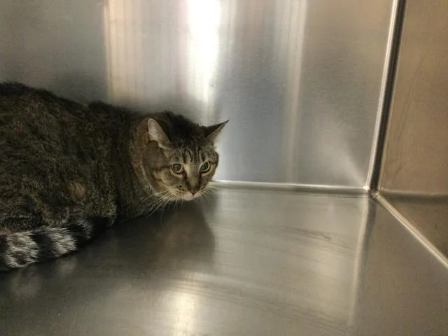 An adult small-sized female Domestic Short Hair cat named Snickers for adoption in Thousand Palms, CA