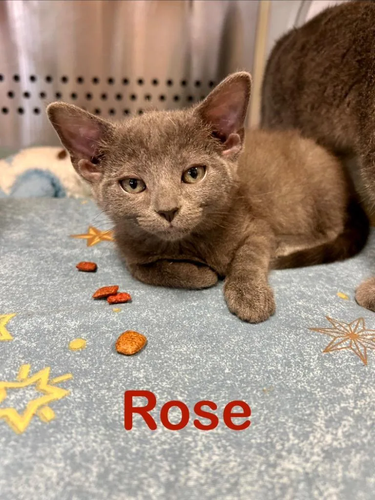 Rose