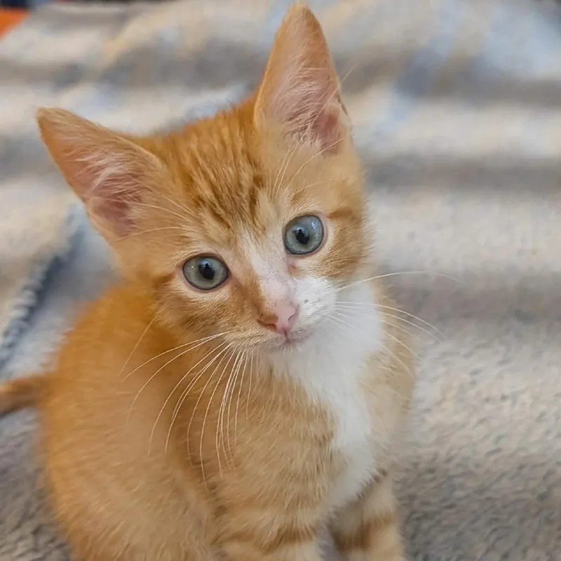 A baby small-sized male Orange / Red Domestic Short Hair cat named Hitchcock for adoption in DeKalb, IL