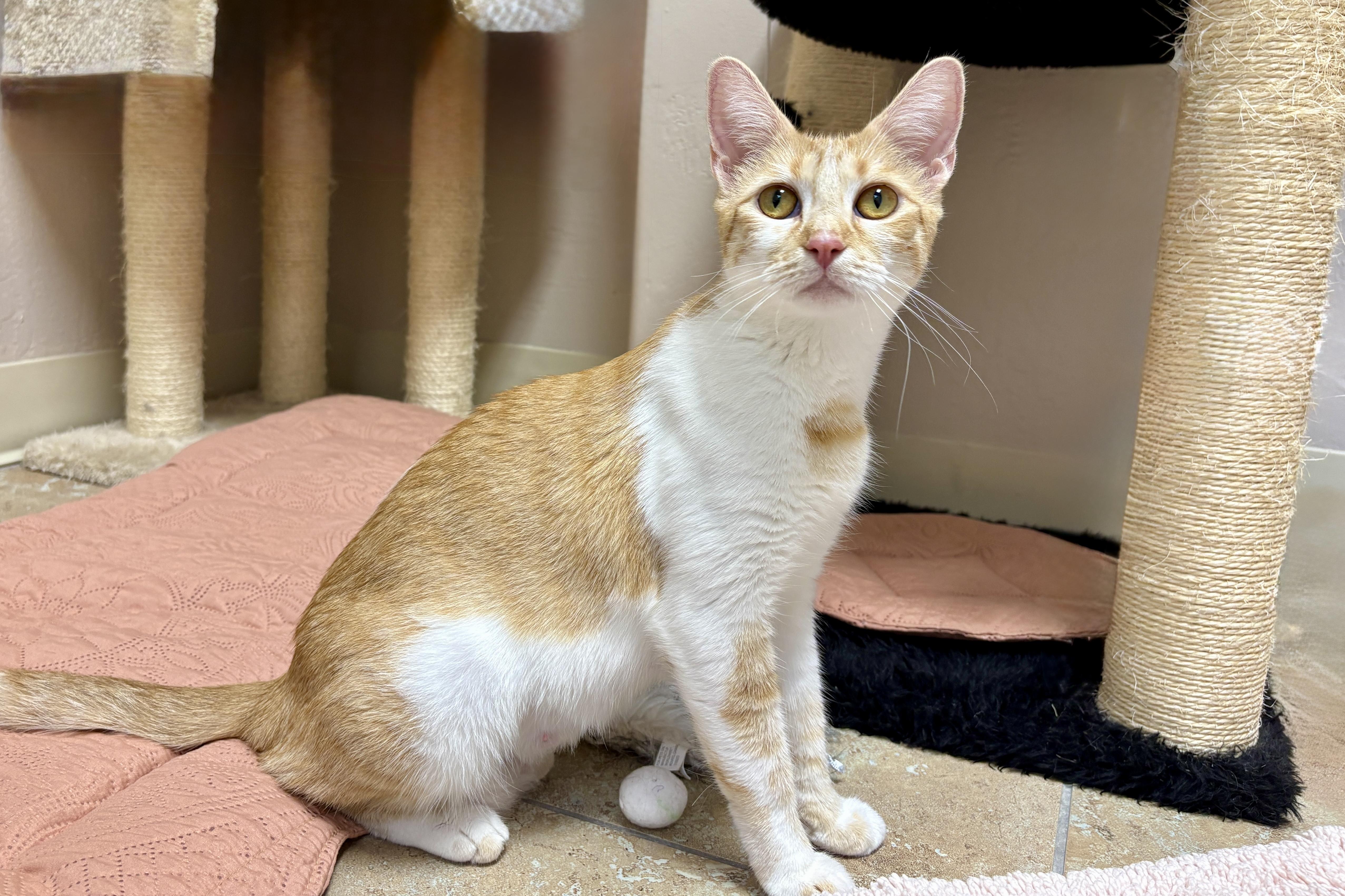 An adult medium-sized female Domestic Short Hair cat named Solara for adoption in Fountain Hills, AZ