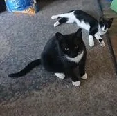 An adult medium-sized male Black & White / Tuxedo Domestic Short Hair cat named Bobby for adoption in Clawson, MI