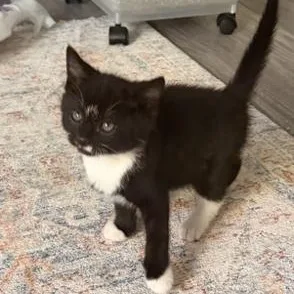 A baby medium-sized male Black & White / Tuxedo Domestic Short Hair cat named Jackson for adoption in Richmond, VA