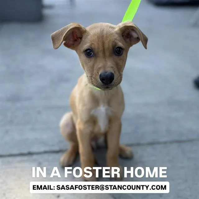 A baby small-sized male Staffordshire Bull Terrier dog named Colt for adoption in Modesto, CA