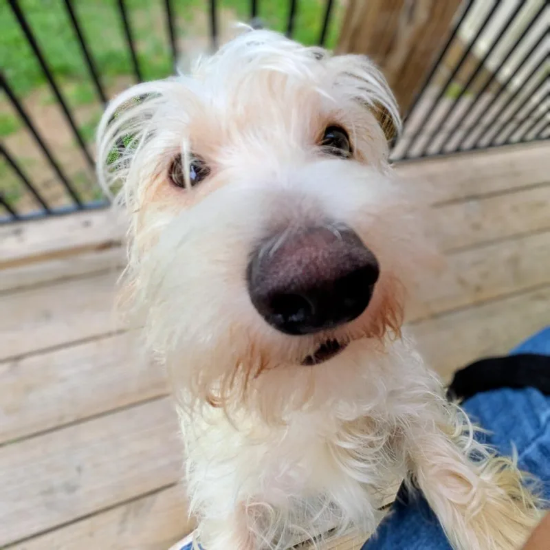 Linus The Kid thumbnail 2