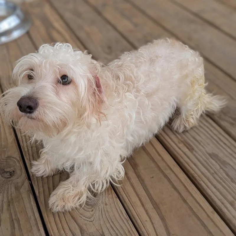 Linus The Kid thumbnail 3