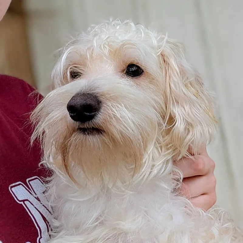 Linus The Kid thumbnail 4