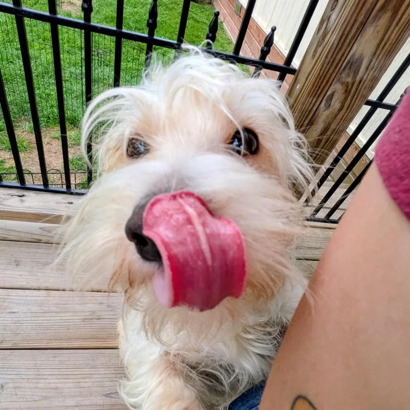 Linus The Kid thumbnail 5