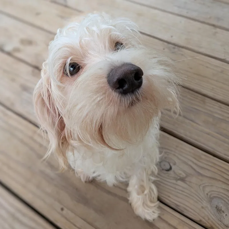 Linus The Kid thumbnail 6