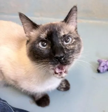 A young large-sized female Siamese cat named Opal for adoption in Ogdensburg, NY