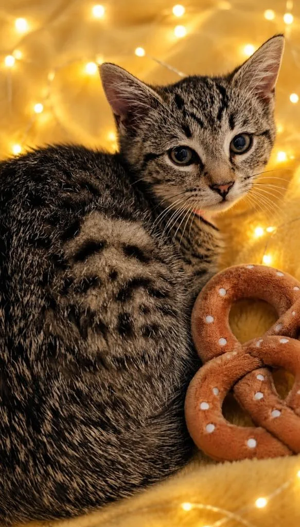 A baby small-sized female Domestic Short Hair cat named Pretzel for adoption in Washington Court House, OH