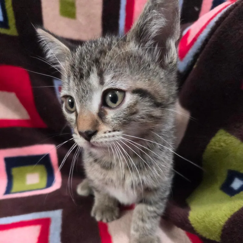 A baby small-sized male Brown / Chocolate Domestic Short Hair cat named Iron Man for adoption in Brea, CA