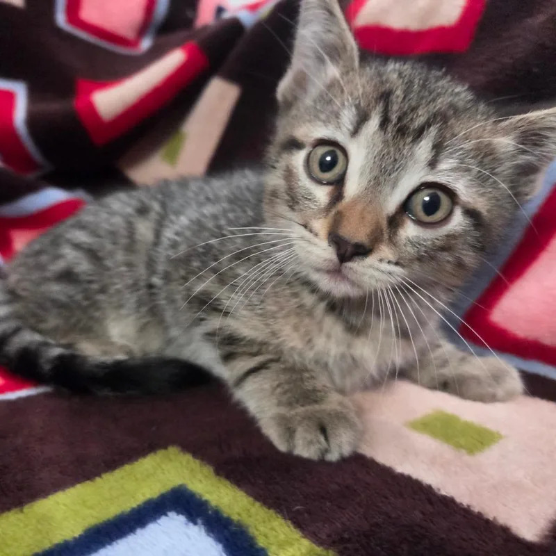 Iron Man thumbnail 4