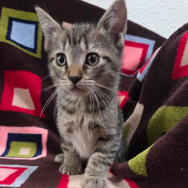 Iron Man thumbnail 5