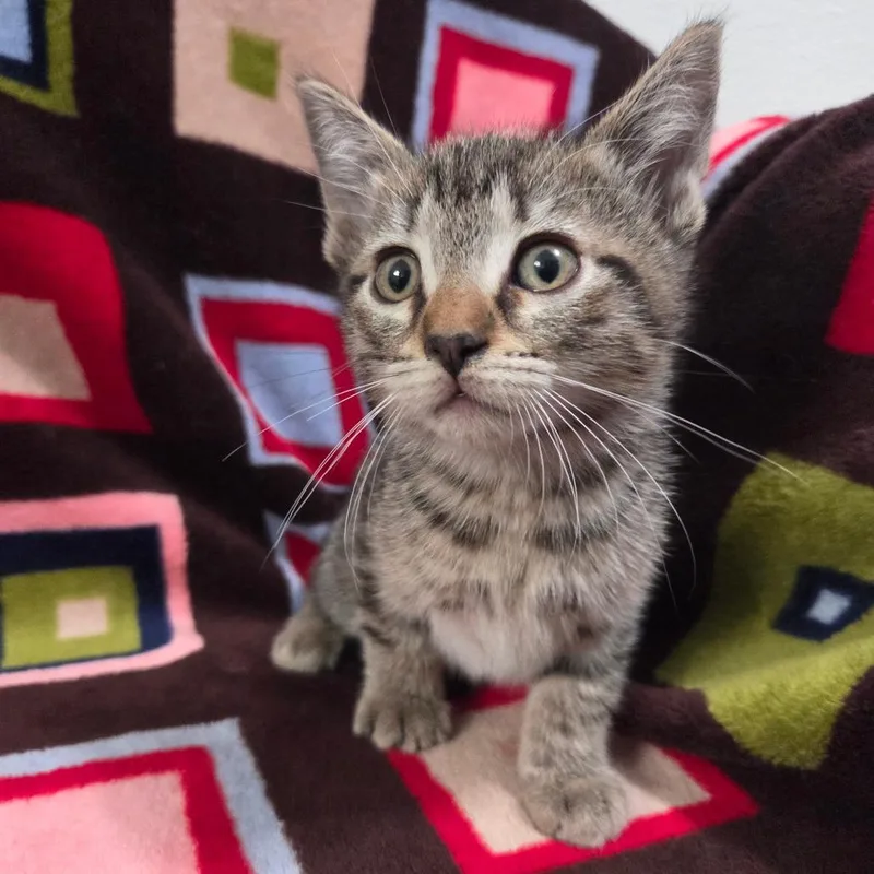 Iron Man thumbnail 6