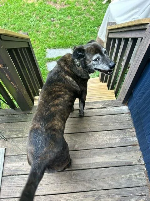 An adult medium-sized male Brindle Catahoula Leopard Dog dog named Reggie  CT for adoption in Warren, ME