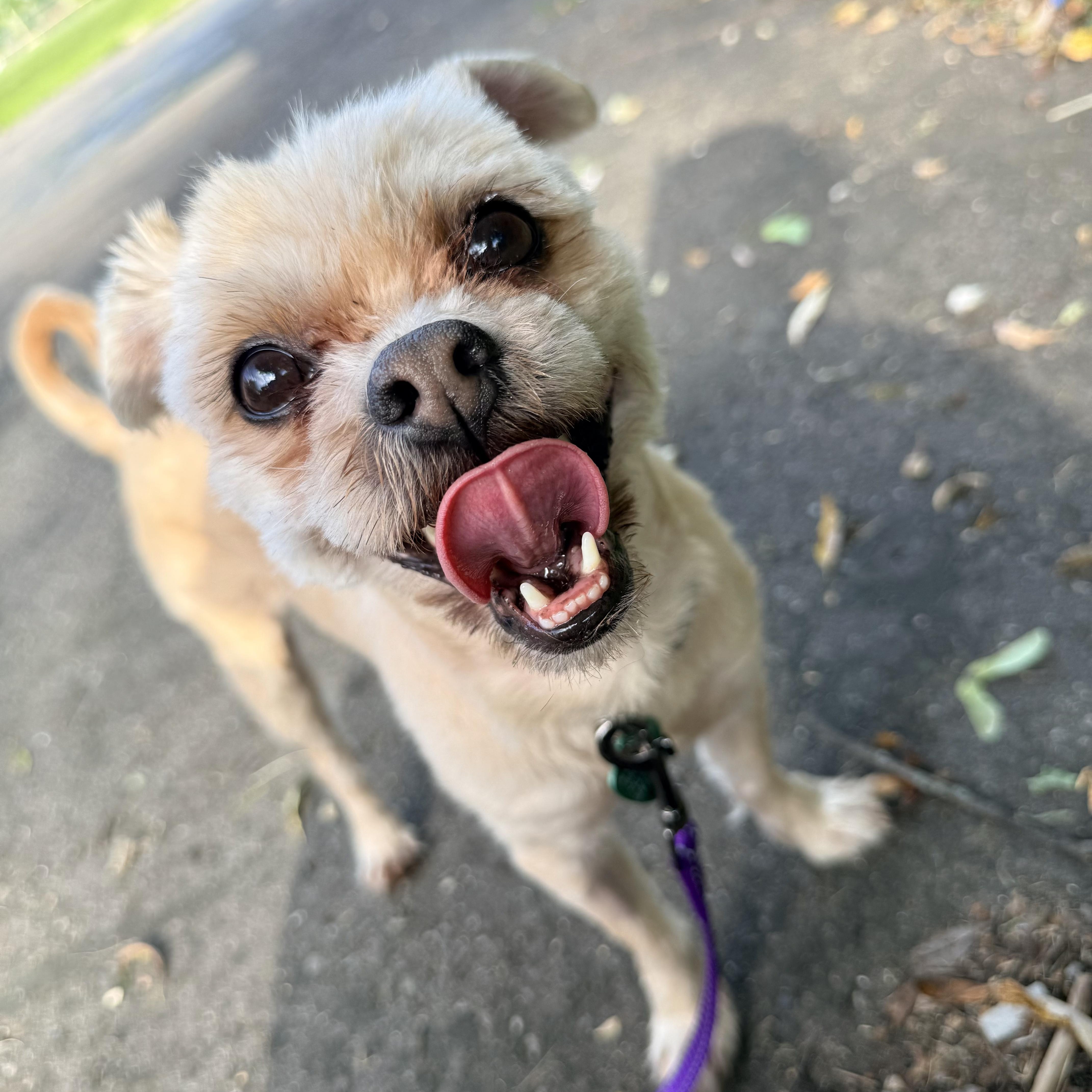 An adult small-sized male Apricot / Beige Shih Tzu dog named Artie for adoption in Livonia, MI