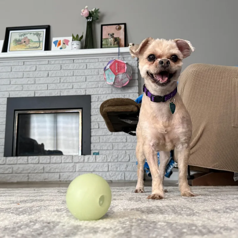 Artie thumbnail 5