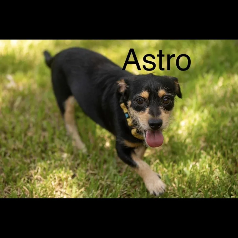 A young small-sized male Terrier dog named Astro for adoption in Logan, UT