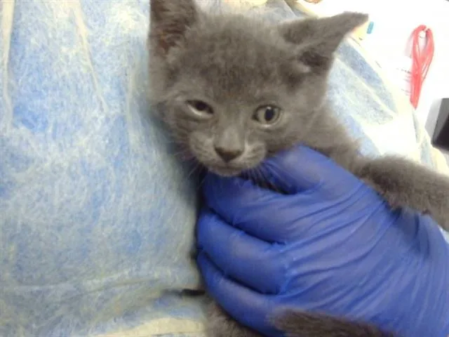 A baby medium-sized male Domestic Short Hair cat named Tamale for adoption in Dallas, TX