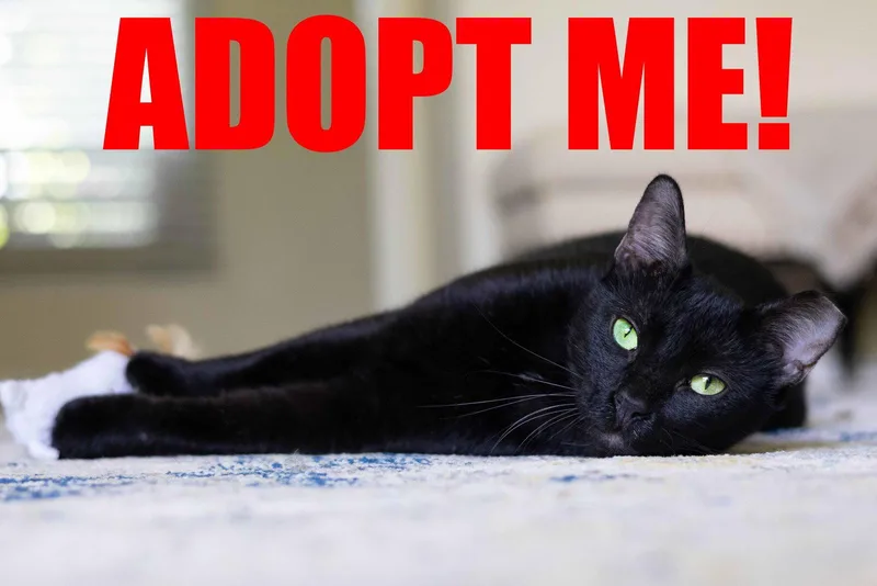 An adult small-sized male Black Domestic Short Hair cat named Onyx for adoption in Jacksonville, FL