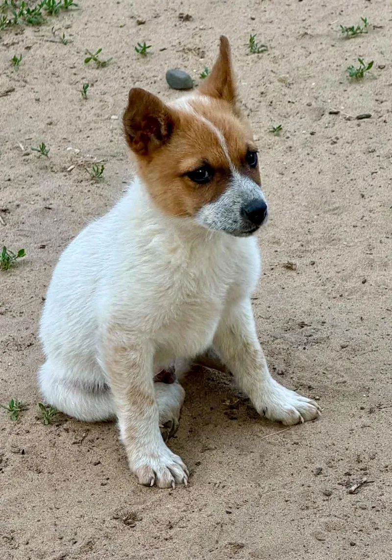 A baby medium-sized male Bicolor Australian Cattle Dog / Blue Heeler dog named Carter for adoption in North Freedom, WI