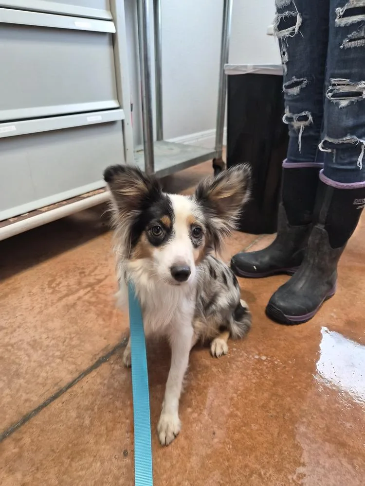 An adult small-sized female Australian Shepherd dog named Lil Bit for adoption in Bolivar, MO