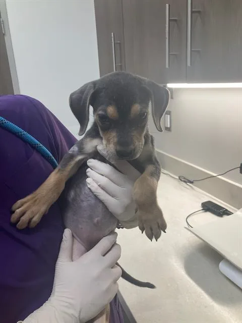 A baby small-sized female Labrador Retriever dog named Lilly for adoption in Baytown, TX