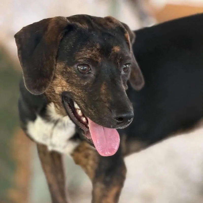 A young medium-sized female Beagle dog named Tootsie for adoption in Washington, DC