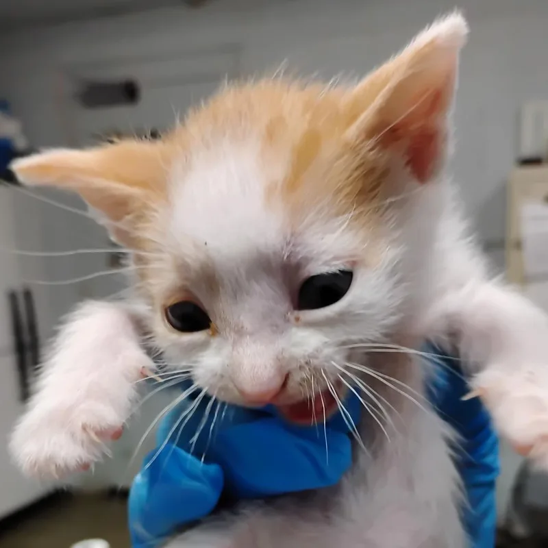 A baby small-sized female Orange / Red Domestic Short Hair cat named Pip for adoption in Summerville, SC