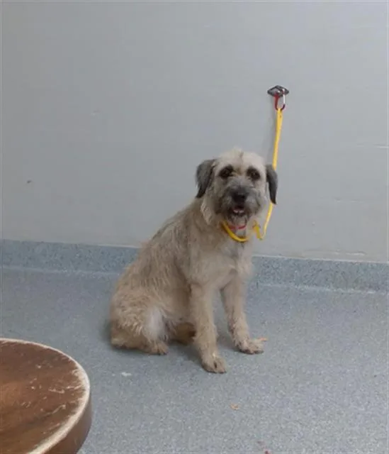 An adult medium-sized female Petit Basset Griffon Vendeen dog named Maizie for adoption in Pasadena, TX