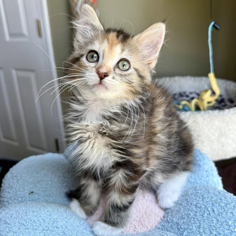 A baby small-sized female Calico Domestic Long Hair cat named Lemonade for adoption in Fishers, IN