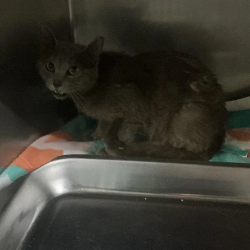 A young medium-sized female Gray / Blue / Silver Domestic Medium Hair cat named Matilda for adoption in St Joseph, MO