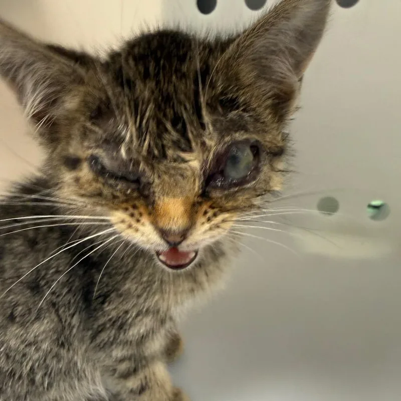 A baby small-sized female Gray / Blue / Silver Domestic Short Hair cat named Straybrennanroad for adoption in Columbus, GA