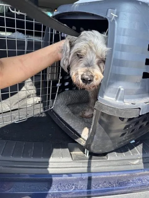 A senior small-sized male Schnauzer dog named Rover for adoption in San Antonio, TX