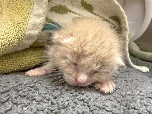 A baby small-sized male Domestic Short Hair cat named Ralphie for adoption in Chapel Hill, NC