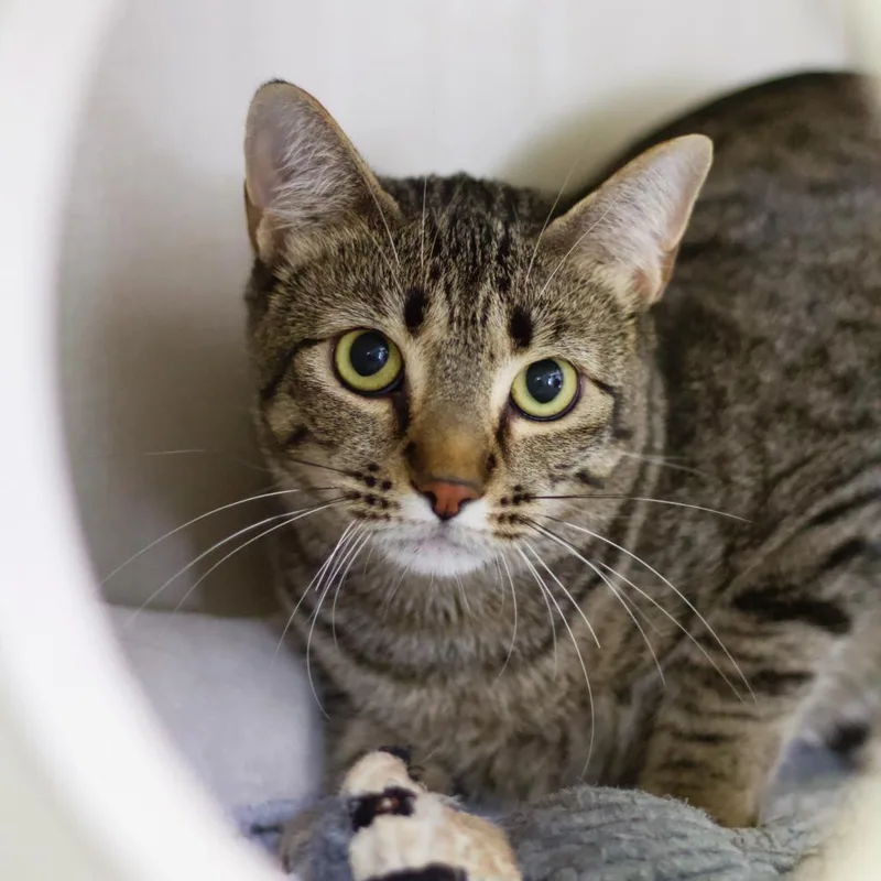 Hickory Crosby thumbnail 2