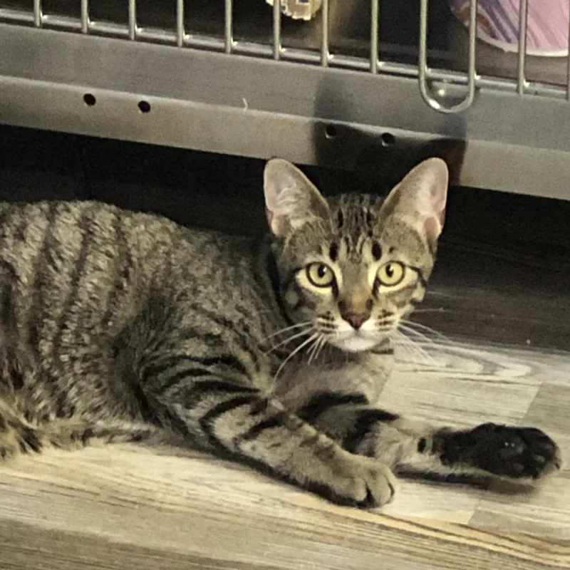 Hickory Crosby thumbnail 3