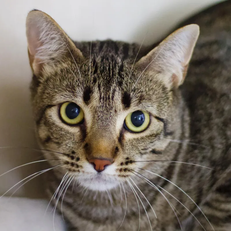 Hickory Crosby thumbnail 4