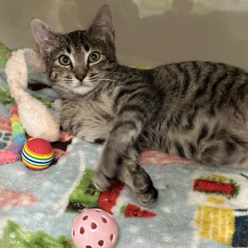 Hickory Crosby thumbnail 6