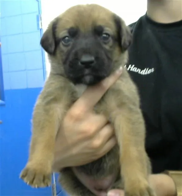 A baby small-sized female German Shepherd Dog dog named Lark for adoption in Albuquerque, NM