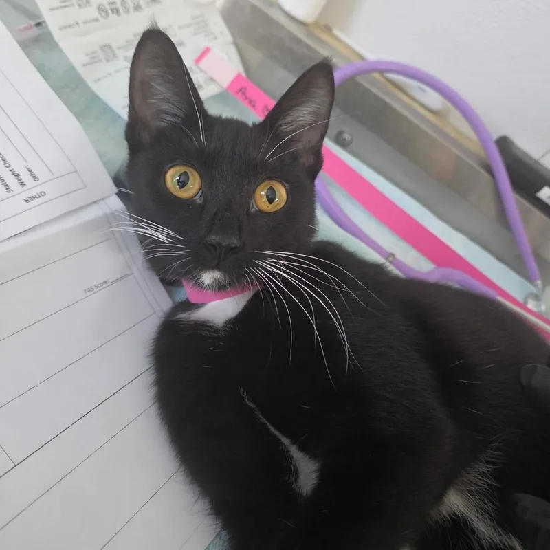 A young small-sized female Black Domestic Short Hair cat named Silva for adoption in Lakeland, FL