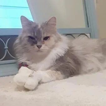 An adult medium-sized female Domestic Long Hair cat named Reba for adoption in Richmond Dale, OH
