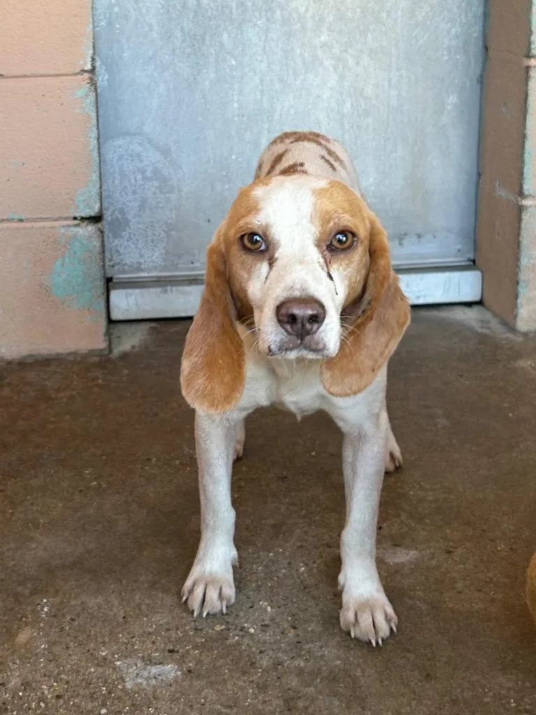 A young medium-sized male Beagle dog named Amos for adoption in Gautier, MS