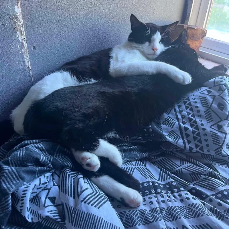 An adult medium-sized male Black Domestic Short Hair cat named C Baby runts for adoption in Centralia, WA