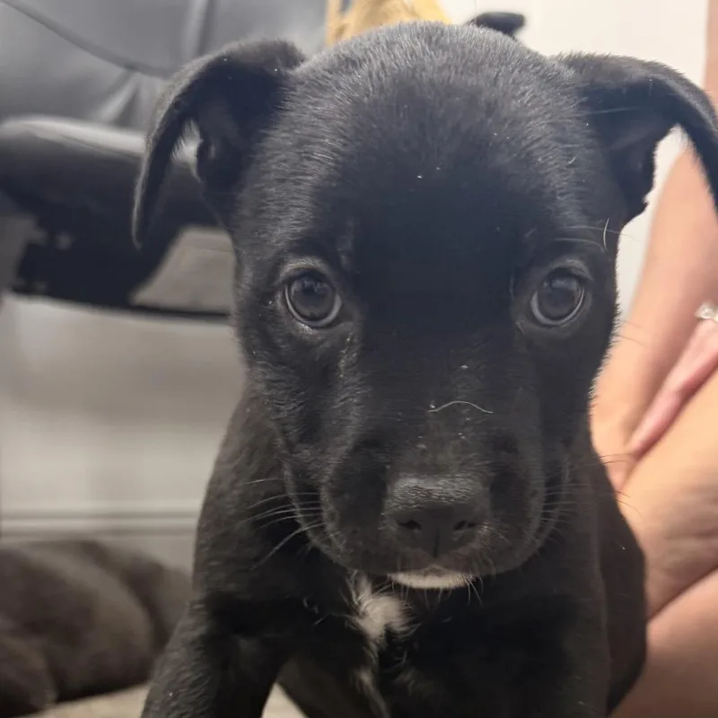 A baby small-sized female German Shepherd Dog dog named Magnolia for adoption in Aberdeen, NC
