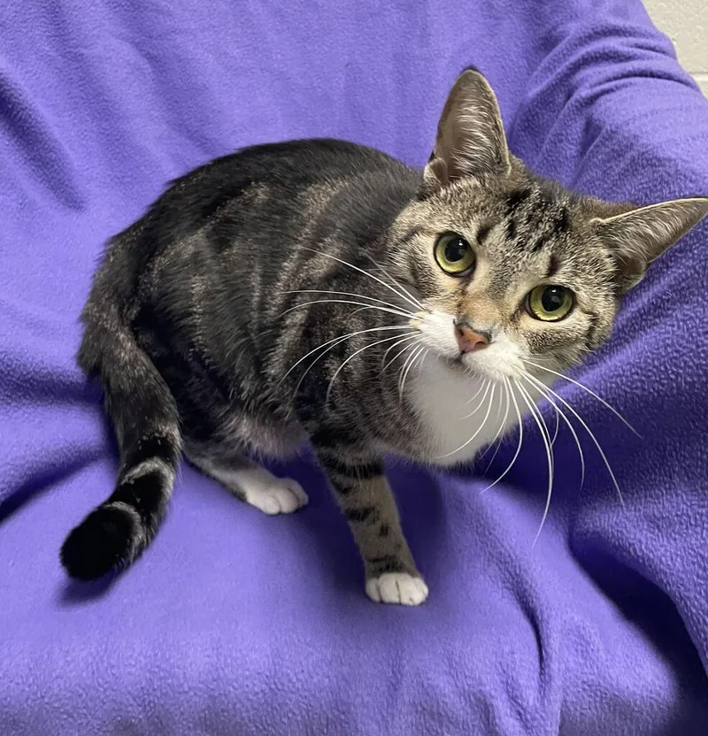 A young medium-sized male Domestic Short Hair cat named Fox for adoption in Jackson, MI